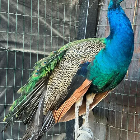 Bier House Hotel Velyatyn