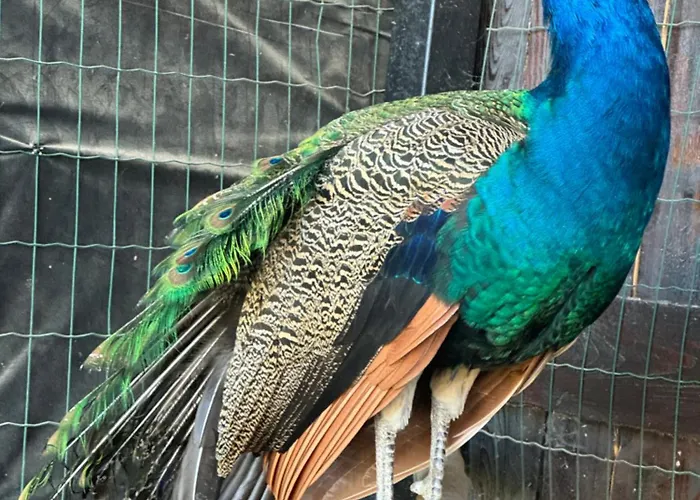 Bier House Otel Velyatyn